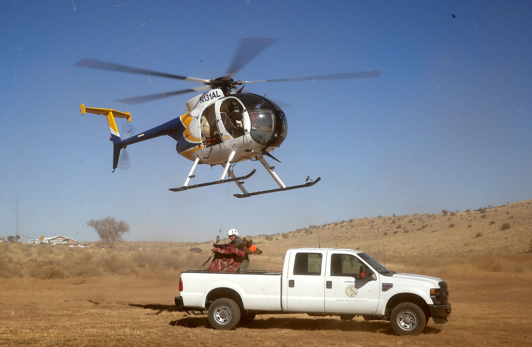 Elk Relocation